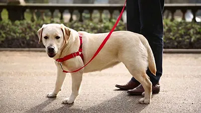 Accesorios para mascotas